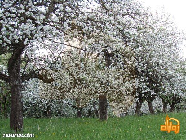 روستای عنبران مشهد