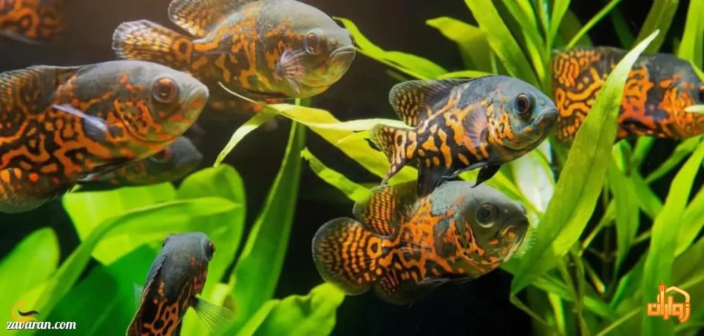 مشهد فقط زیارت نیست! تفریحات خاصی که نفس‌ات را بند می‌آورد.