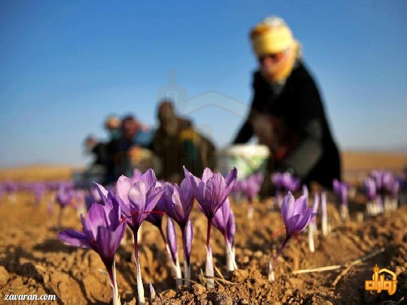 زعفران مشهد